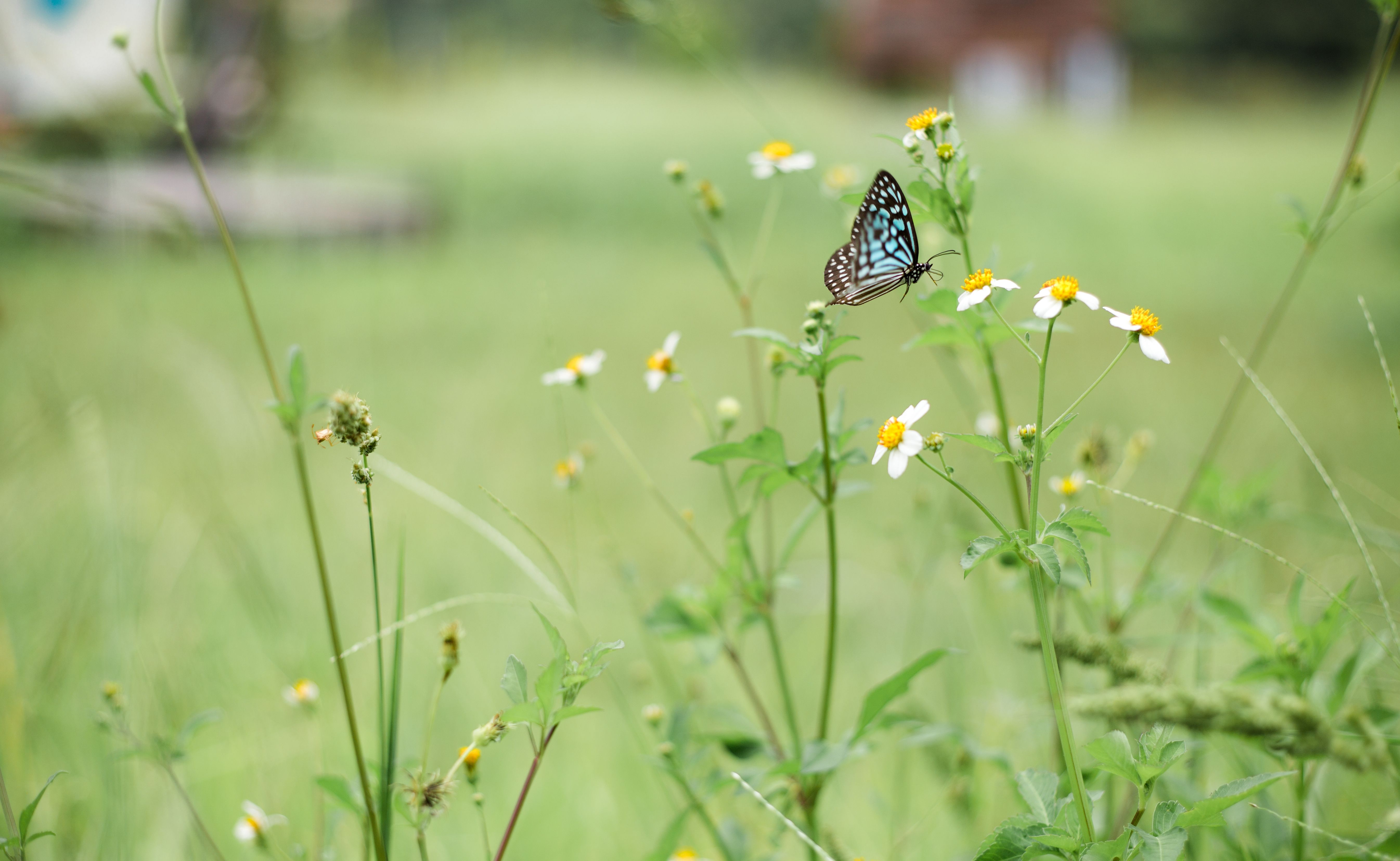 nature banner